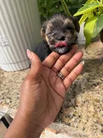 Onyx, a female Morkie and Malchi for sale in Houston, TX – 4 of 4