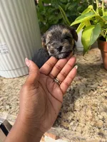 Onyx, a female Morkie and Malchi for sale in Houston, TX – 1 of 4