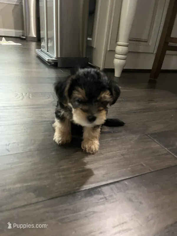Cash – Morkie, Malchi puppy for sale in Houston, TX