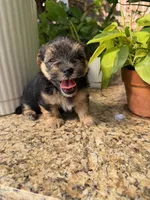 Onyx, a female Morkie and Malchi for sale in Houston, TX – 2 of 4