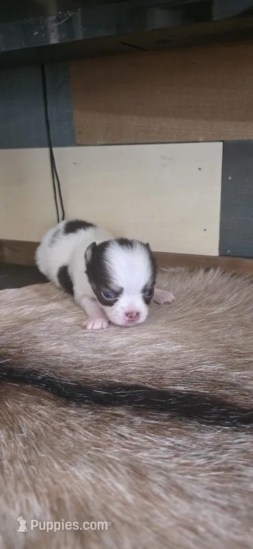 Red tiny  – Chihuahua puppy for sale in Grass Lake, MI