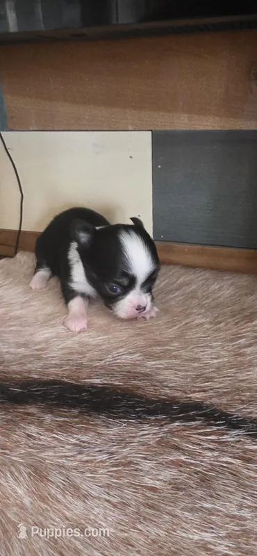 Black tiny male , a male Chihuahua for sale in Grass Lake, MI – Photo 1 of 4