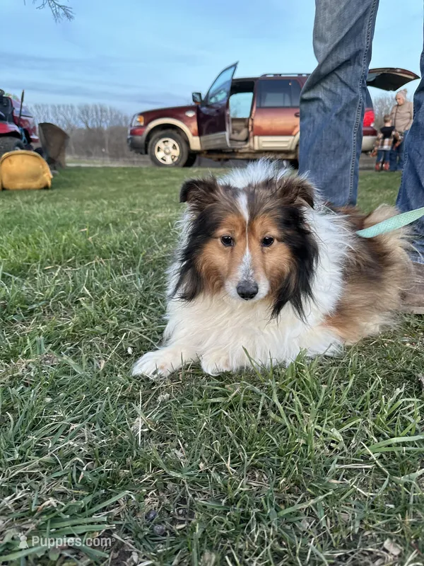 Precious, a female Shetland Sheepdog for sale in Grass Lake, MI – Photo 1 of 2