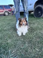 Precious, a female Shetland Sheepdog for sale in Grass Lake, MI – Photo 2 of 2