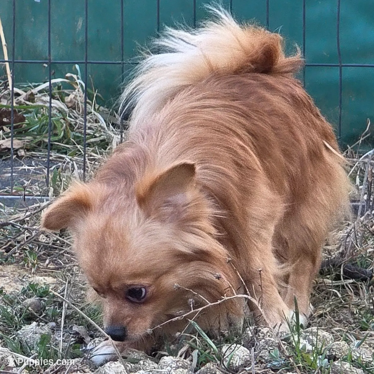 Longhair – Chihuahua puppy for sale in Grass Lake, MI
