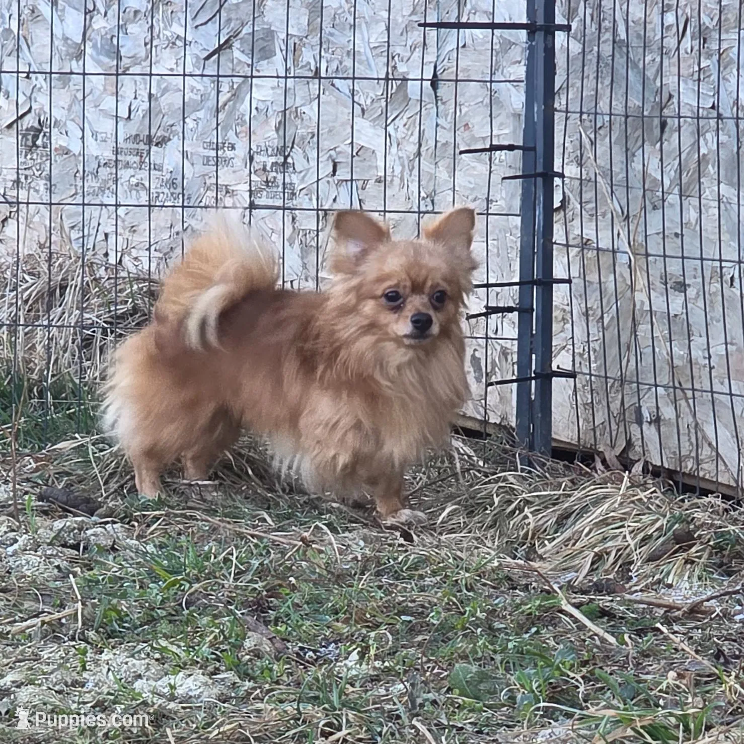 Longhair, a male Chihuahua for sale in Grass Lake, MI – Photo 2 of 2