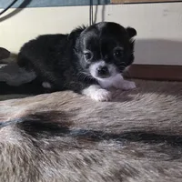 Ready to go tiny, a male Chihuahua for sale in Grass Lake, MI – Photo 2 of 3