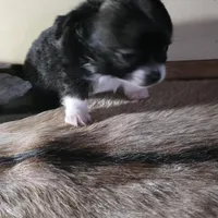 Ready to go tiny, a male Chihuahua for sale in Grass Lake, MI – Photo 3 of 3