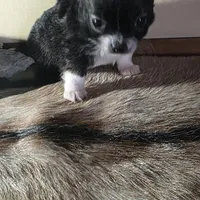 Ready to go tiny, a male Chihuahua for sale in Grass Lake, MI – Photo 1 of 3