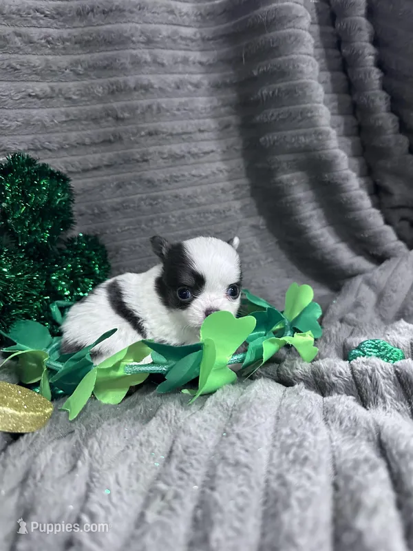 Blue splash, a male Chihuahua for sale in Grass Lake, MI – Photo 1 of 6