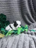 Blue splash, a male Chihuahua for sale in Grass Lake, MI – Photo 1 of 6