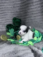 Blue splash, a male Chihuahua for sale in Grass Lake, MI – Photo 2 of 6