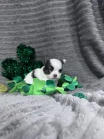 Blue splash, a male Chihuahua for sale in Grass Lake, MI – Photo 4 of 6