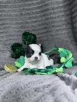 Blue splash, a male Chihuahua for sale in Grass Lake, MI – Photo 5 of 6