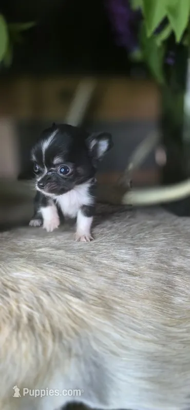 Black small – Chihuahua puppy for sale in Grass Lake, MI