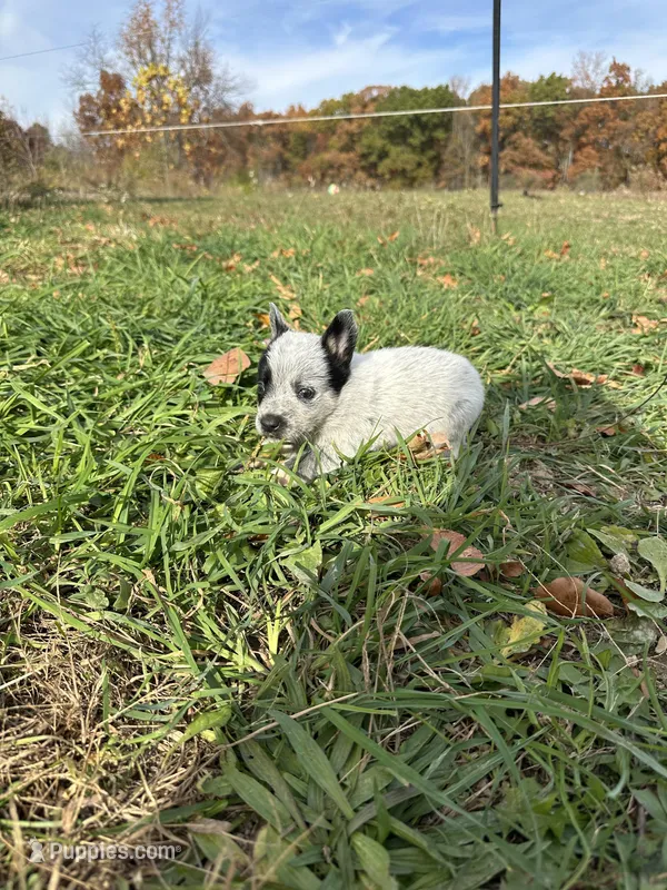 Male, a male Australian Cattle Dog for sale in Grass Lake, MI – Photo 1 of 5
