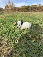 Male, a male Australian Cattle Dog for sale in Grass Lake, MI – Photo 1 of 5