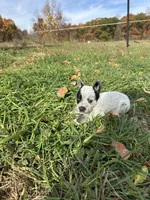 Male, a male Australian Cattle Dog for sale in Grass Lake, MI – Photo 3 of 5