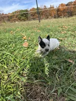 Male, a male Australian Cattle Dog for sale in Grass Lake, MI – Photo 5 of 5