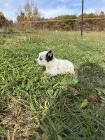 Male, a male Australian Cattle Dog for sale in Grass Lake, MI – Photo 2 of 5