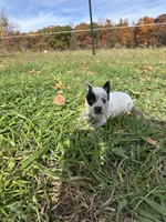 Male, a male Australian Cattle Dog for sale in Grass Lake, MI – Photo 4 of 5