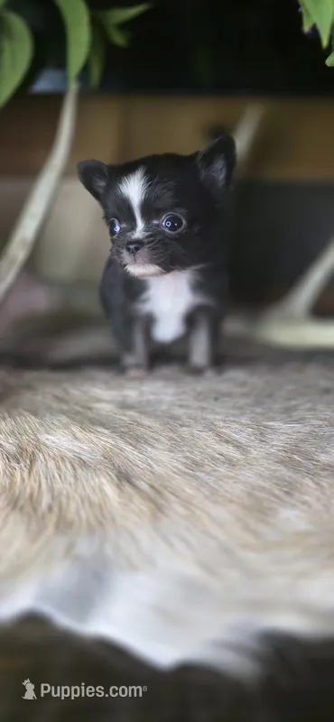 Black tiny male  – Chihuahua puppy for sale in Grass Lake, MI