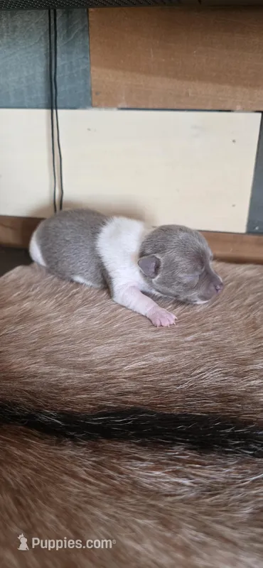 Fawn male , a male Chihuahua for sale in Grass Lake, MI – Photo 1 of 4