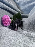 Lexi male, a male Chihuahua for sale in Grass Lake, MI – Photo 4 of 4