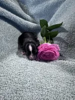 Lexi male, a male Chihuahua for sale in Grass Lake, MI – Photo 2 of 4