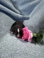 Lexi male, a male Chihuahua for sale in Grass Lake, MI – Photo 3 of 4