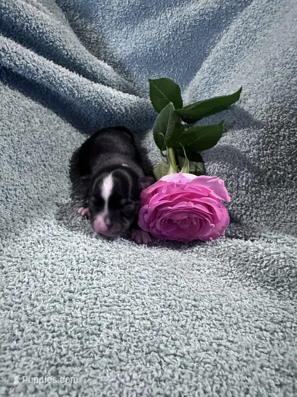 Lexi male, a male Chihuahua for sale in Grass Lake, MI – Photo 1 of 4