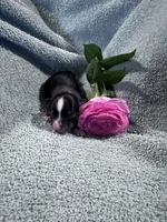 Lexi male, a male Chihuahua for sale in Grass Lake, MI – Photo 1 of 4