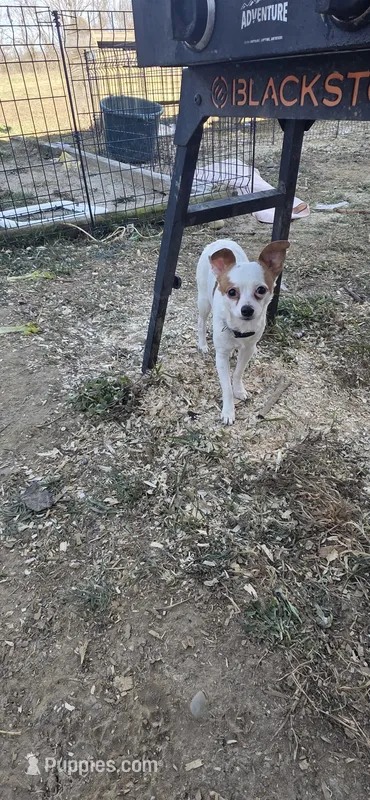 Rescue – Chihuahua puppy for sale in Grass Lake, MI