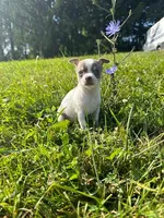 Lilac female, a female Chihuahua for sale in Grass Lake, MI – Photo 2 of 3