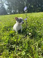 Lilac female, a female Chihuahua for sale in Grass Lake, MI – Photo 1 of 3