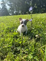 Lilac female, a female Chihuahua for sale in Grass Lake, MI – Photo 3 of 3
