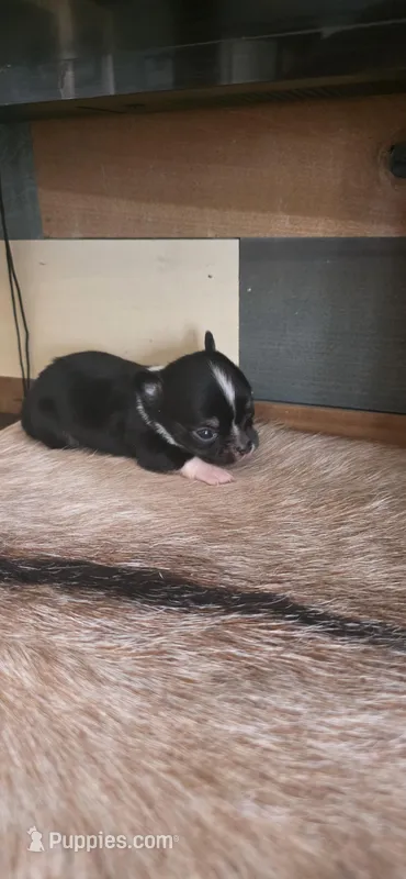 Black small – Chihuahua puppy for sale in Grass Lake, MI