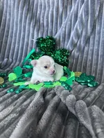 Tiny Fawn female, a female Chihuahua for sale in Grass Lake, MI – Photo 3 of 3