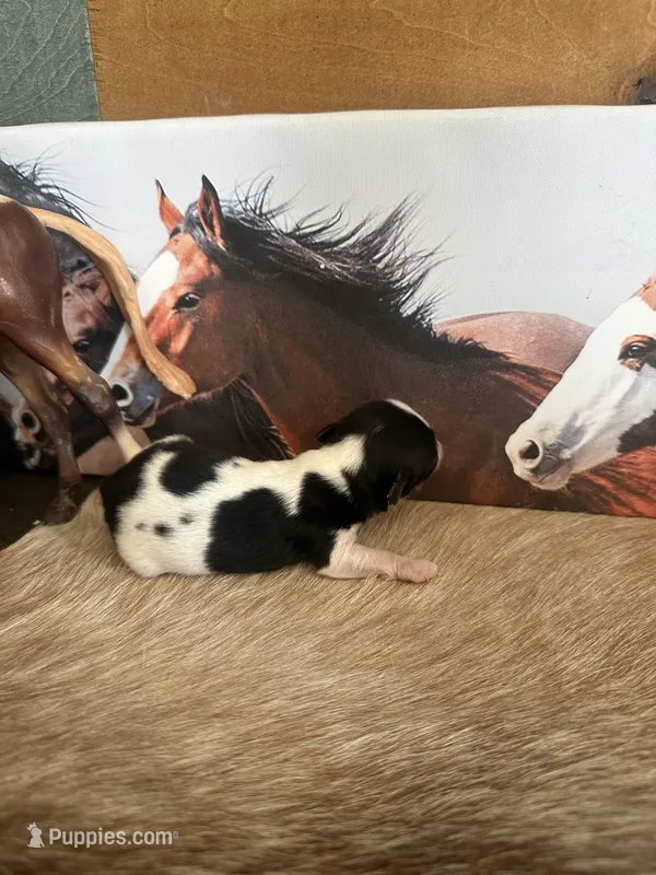 Very small under 4lb, a male Chihuahua for sale in Grass Lake, MI – Photo 1 of 3