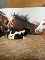 Very small under 4lb, a male Chihuahua for sale in Grass Lake, MI – Photo 1 of 3