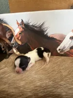 Very small under 4lb, a male Chihuahua for sale in Grass Lake, MI – Photo 2 of 3