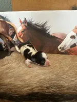 Very small under 4lb, a male Chihuahua for sale in Grass Lake, MI – Photo 3 of 3