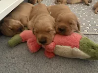 Honey , a female Golden Retriever for sale in Bend, OR – 9 of 9