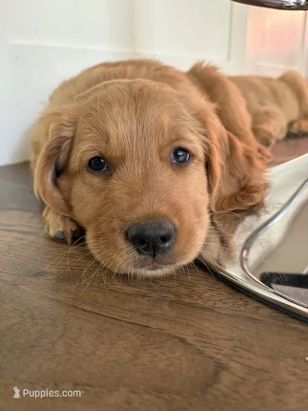 Ace – Golden Retriever puppy for sale in Bend, OR