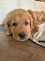 Ace, a male Golden Retriever for sale in Bend, OR – 1 of 9
