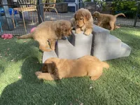 Ace, a male Golden Retriever for sale in Bend, OR – 8 of 9
