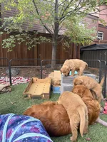 Arthur , a male Golden Retriever for sale in Bend, OR – 5 of 6