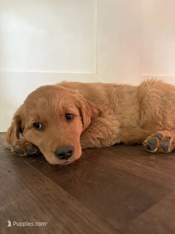 Arthur  – Golden Retriever puppy for sale in Bend, OR