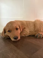 Arthur , a male Golden Retriever for sale in Bend, OR – 1 of 6