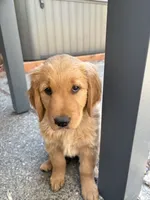 Honey , a female Golden Retriever for sale in Bend, OR – 8 of 9